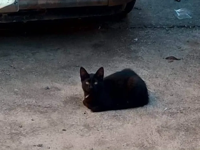 Gato ra a Sem raça definida  idade 7 a 11 meses nome Sem nome