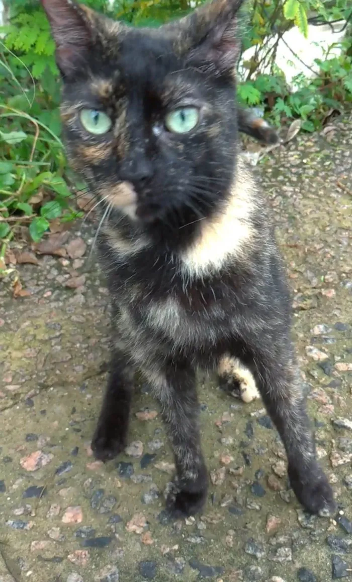 Gato ra a srd escaminha  idade 7 a 11 meses nome ISABELE