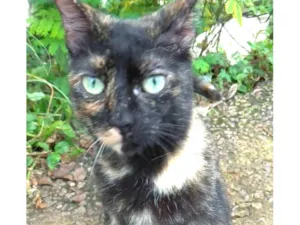 Gato raça srd escaminha  idade 7 a 11 meses nome ISABELE