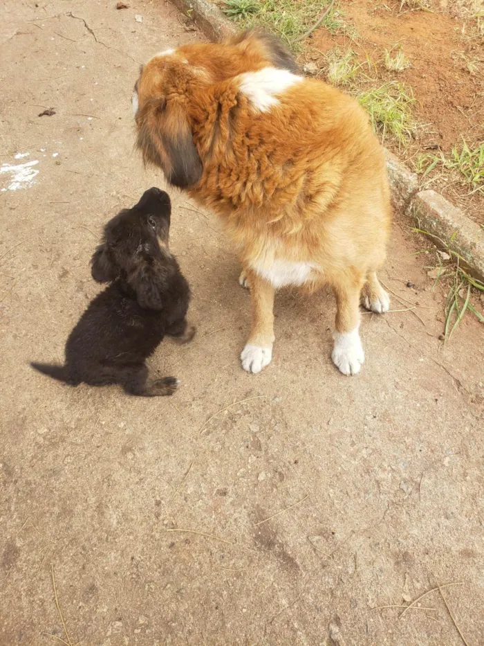Cachorro ra a SRD idade 2 anos nome Gigi (mãezinha) Tavico