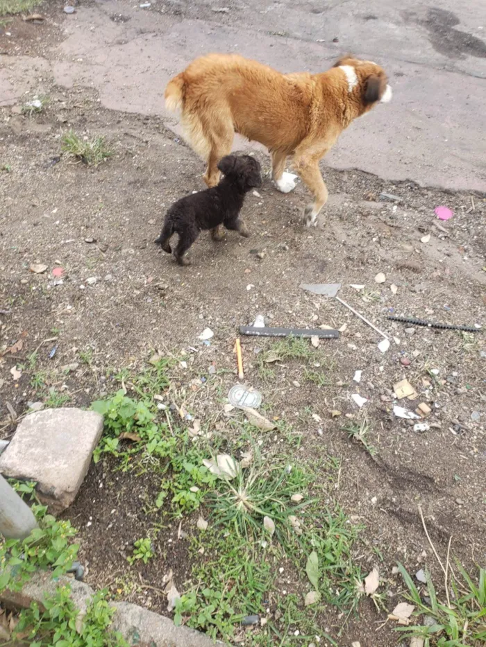 Cachorro ra a SRD idade 2 anos nome Gigi (mãezinha) Tavico