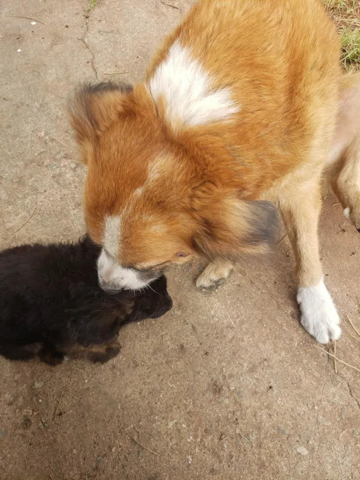 Cachorro ra a SRD idade 2 anos nome Gigi (mãezinha) Tavico