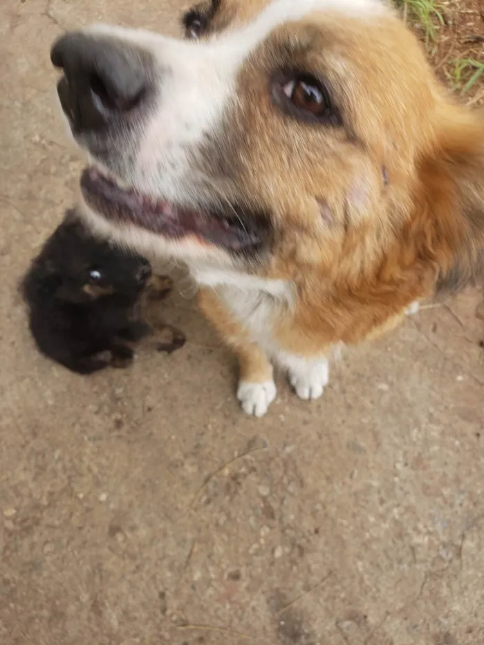 Cachorro ra a SRD idade 2 anos nome Gigi (mãezinha) Tavico