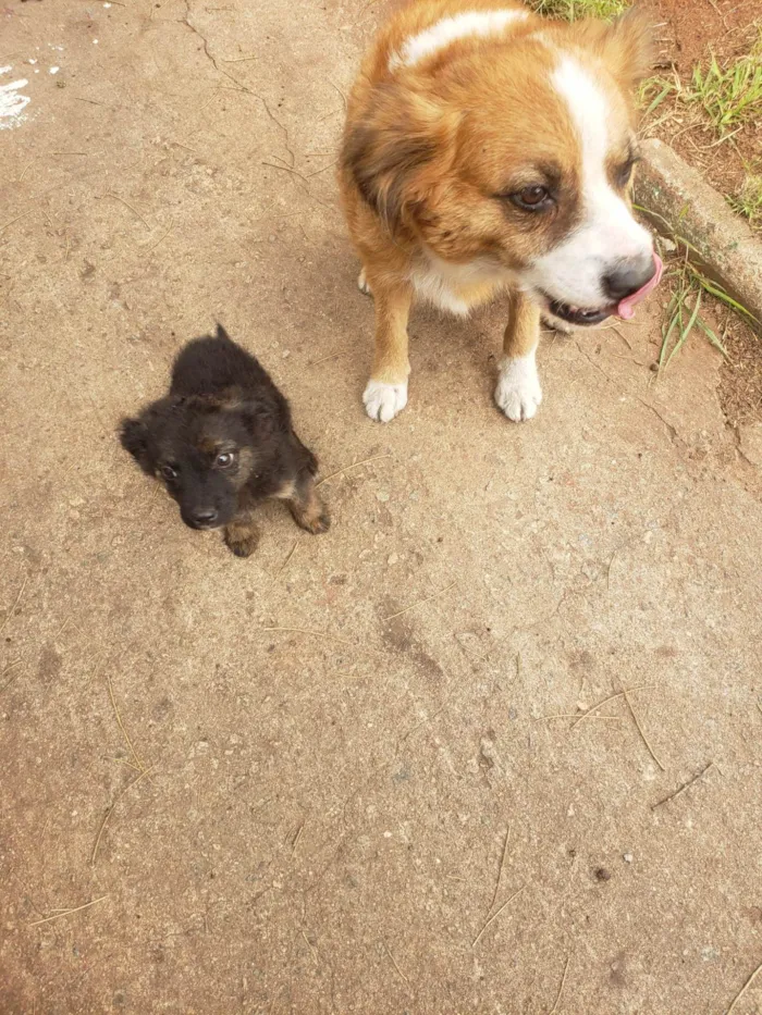 Cachorro ra a SRD idade 2 anos nome Gigi (mãezinha) Tavico