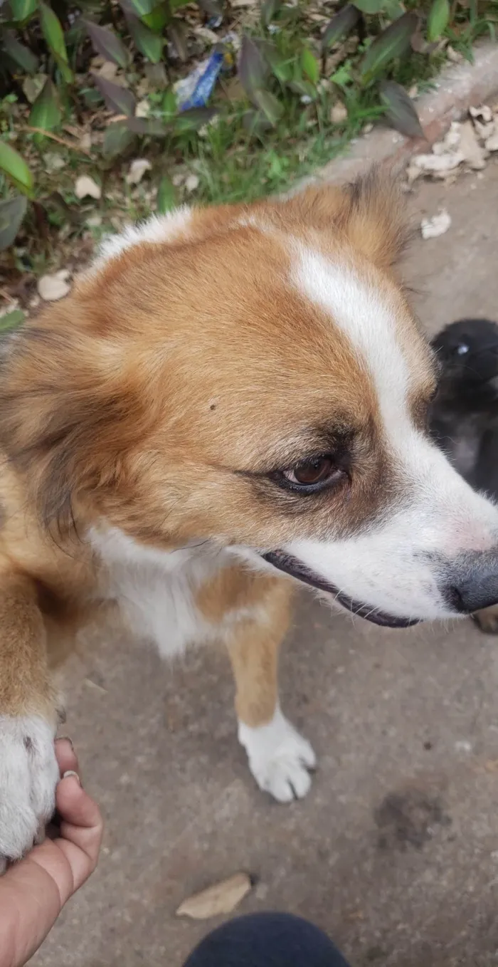 Cachorro ra a SRD idade 2 anos nome Gigi (mãezinha) Tavico