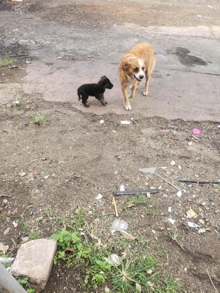 Cachorro ra a SRD idade 2 anos nome Gigi (mãezinha) Tavico