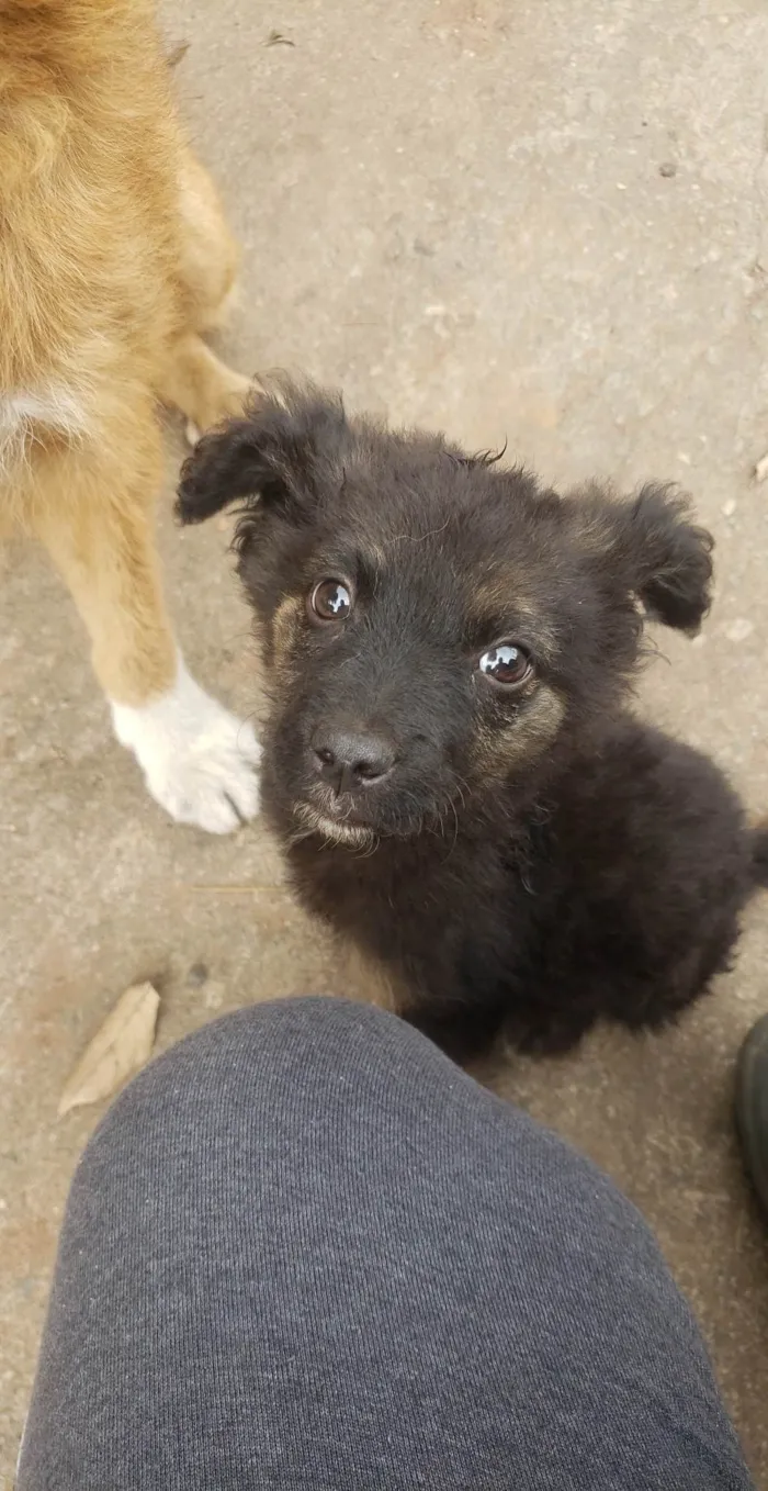 Cachorro ra a SRD idade 2 anos nome Gigi (mãezinha) Tavico