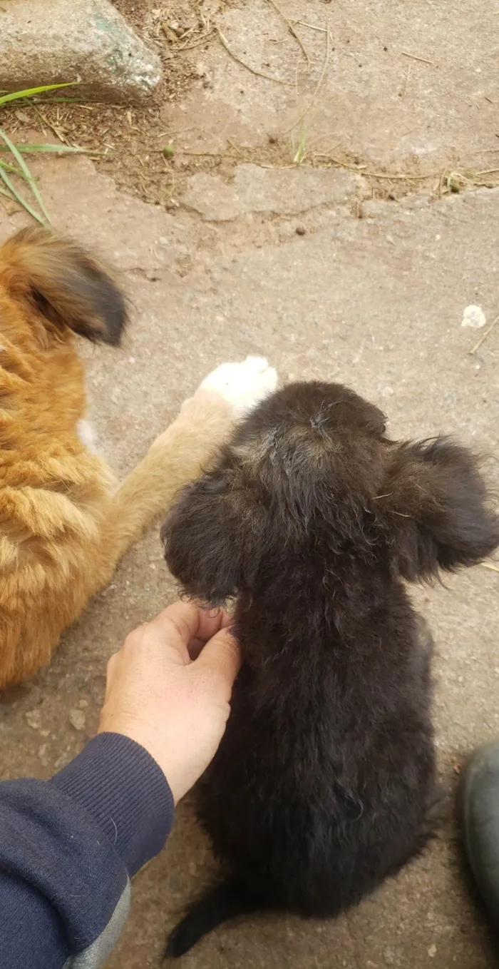 Cachorro ra a SRD idade 2 anos nome Gigi (mãezinha) Tavico