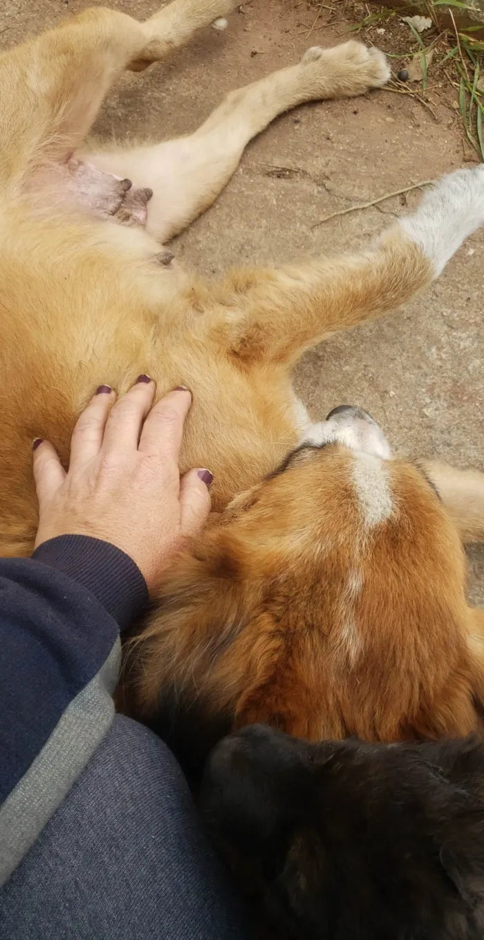 Cachorro ra a SRD idade 2 anos nome Gigi (mãezinha) Tavico