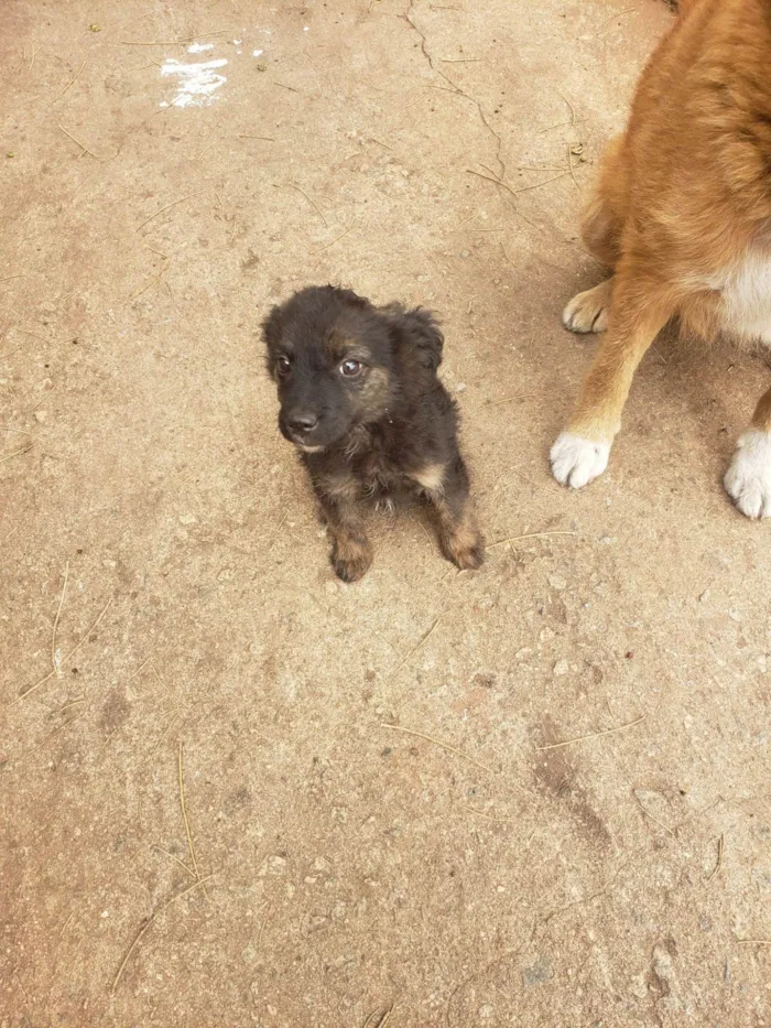 Cachorro ra a SRD idade 2 anos nome Gigi (mãezinha) Tavico