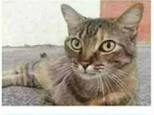 Gato raça srd tigradinha  idade 2 anos nome JULLY