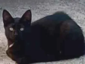 Gato raça Sem raça definida  idade 7 a 11 meses nome Sem nome