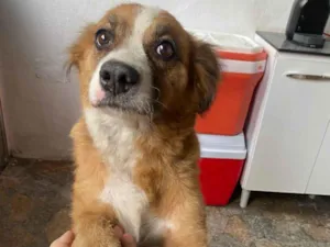 Cachorro raça SRD idade 2 anos nome Gigi (mãezinha) Tavico