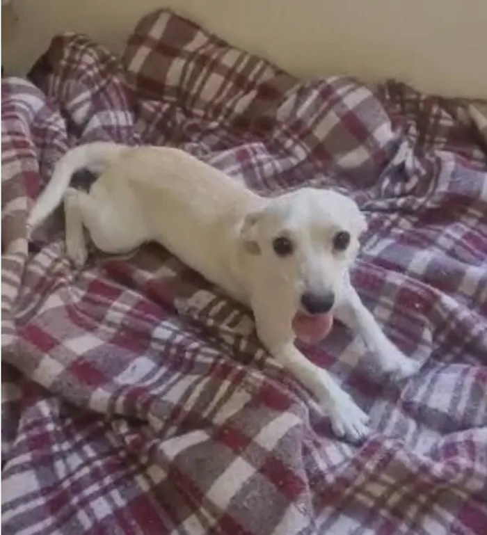 Cachorro raça Srd idade 7 a 11 meses nome Floquinho