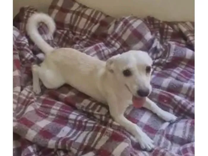 Cachorro raça Srd idade 7 a 11 meses nome Floquinho