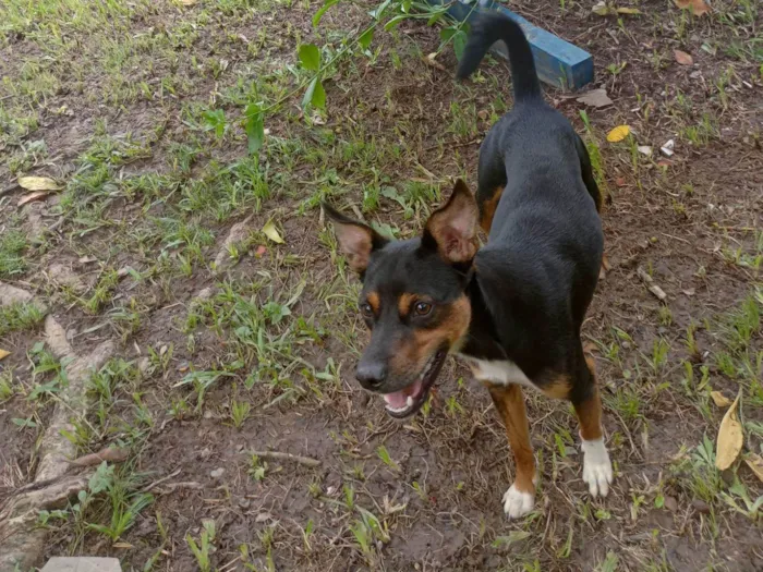 Cachorro ra a SRD-ViraLata idade 1 ano nome Shelby 