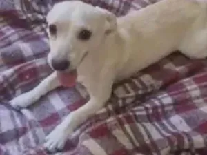 Cachorro raça Srd idade 7 a 11 meses nome Floquinho