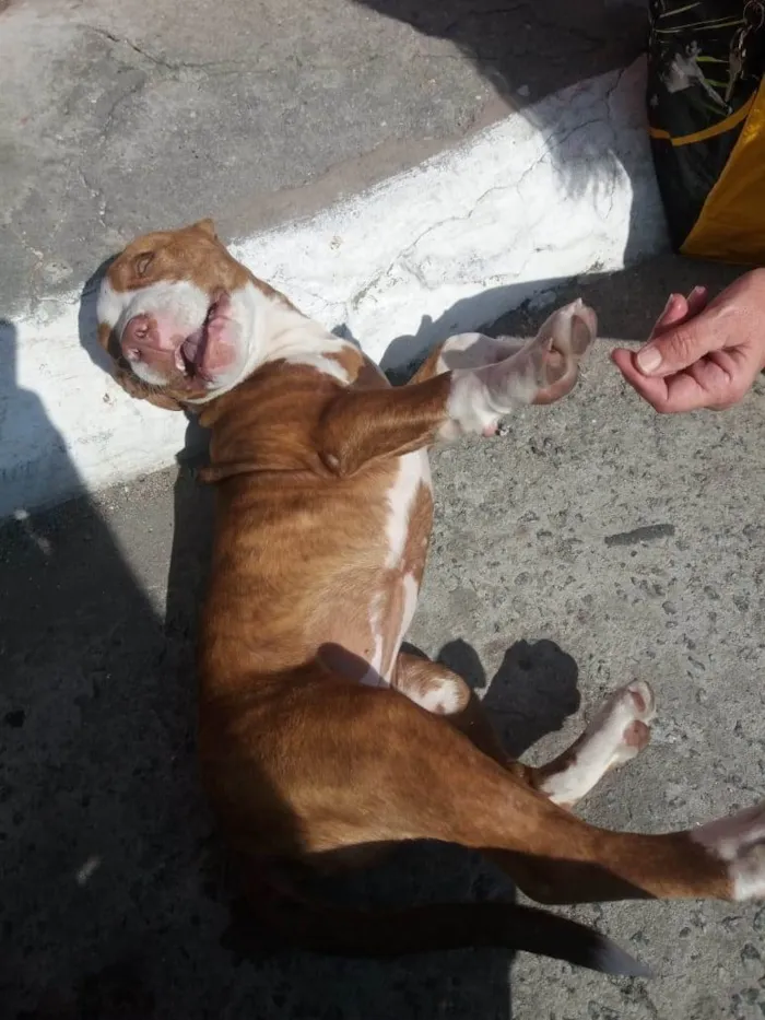 Cachorro raça SRD-ViraLata idade 2 a 6 meses nome MEL 