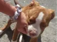 Cachorro raça SRD-ViraLata idade 2 a 6 meses nome MEL 