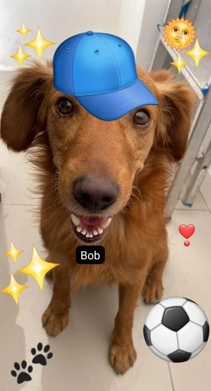 Cachorro raça SRD-ViraLata idade 2 anos nome Bob