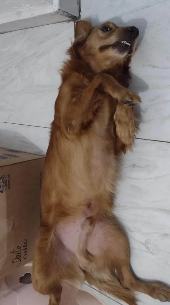 Cachorro raça SRD-ViraLata idade 2 anos nome Bob