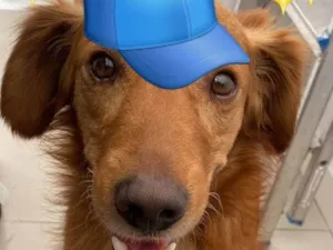 Cachorro raça SRD-ViraLata idade 2 anos nome Bob