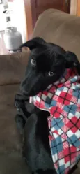 TAZ