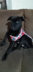 TAZ