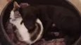 TAZ