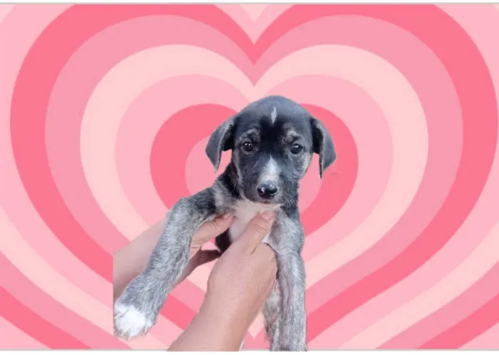 Cachorro raça SRD-ViraLata idade 2 a 6 meses nome Cookie bb2meses porte pequeno 