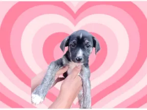 Cachorro raça SRD-ViraLata idade 2 a 6 meses nome Cookie bb2meses porte pequeno 