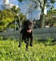 TAZ