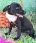 TAZ