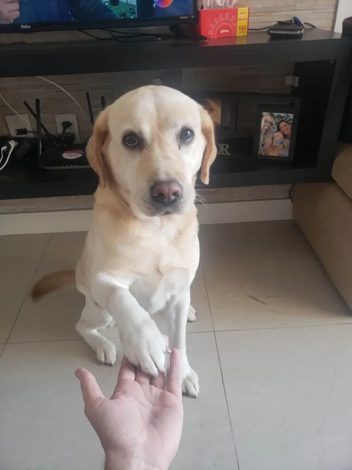 Cachorro ra a Labradora idade 6 ou mais anos nome Firula