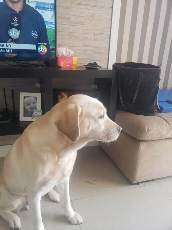 Cachorro ra a Labradora idade 6 ou mais anos nome Firula