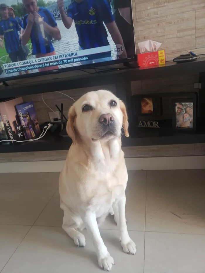 Cachorro ra a Labradora idade 6 ou mais anos nome Firula