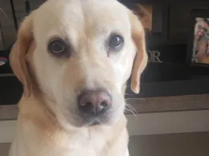 Cachorro raça Labradora idade 6 ou mais anos nome Firula