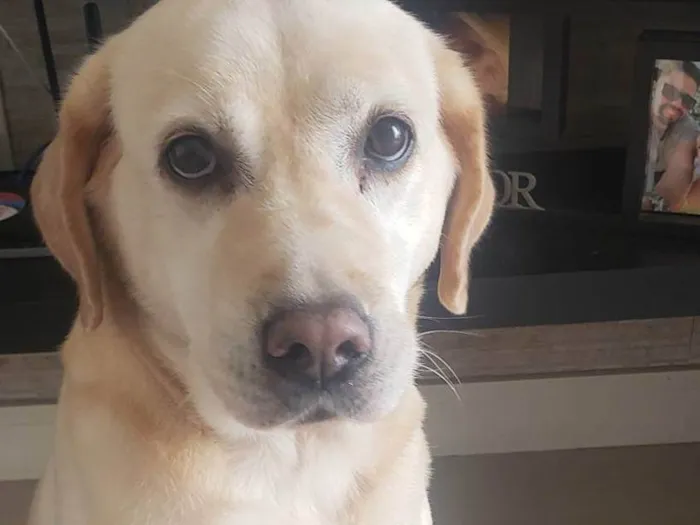 Cachorro ra a Labradora idade 6 ou mais anos nome Firula