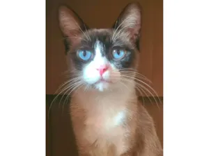 Gato raça SRD-ViraLata idade 1 ano nome mama