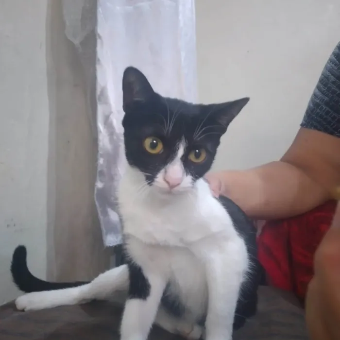 Gato ra a SRD-ViraLata idade 7 a 11 meses nome Magali