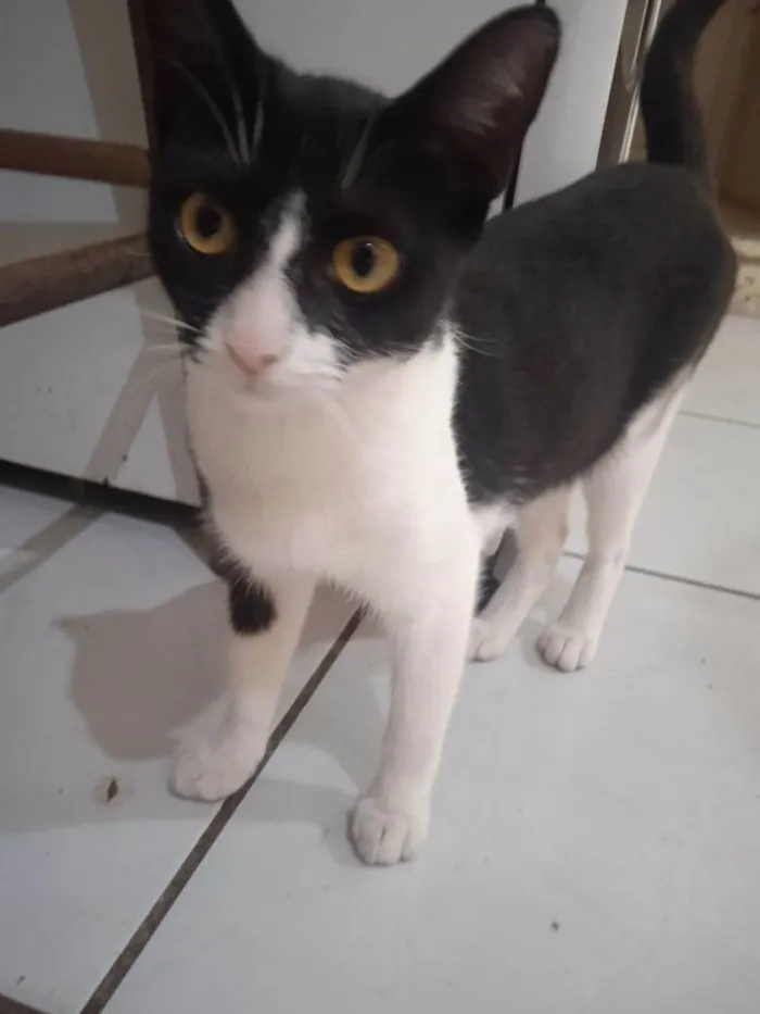 Gato ra a SRD-ViraLata idade 7 a 11 meses nome Magali