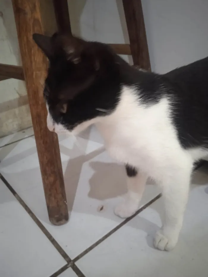 Gato ra a SRD-ViraLata idade 7 a 11 meses nome Magali