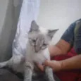 Gordo da Dhenia