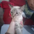 Gordo da Dhenia