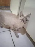 Gordo da Dhenia