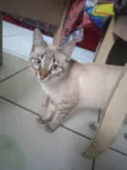 Gordo da Dhenia