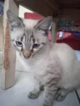 Gordo da Dhenia