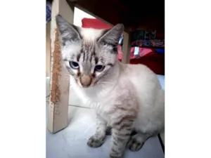 Gato raça SRD-ViraLata idade 7 a 11 meses nome Gordo da Dhenia