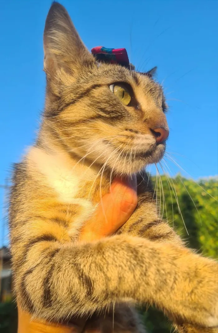 Gato ra a SRD-ViraLata idade 1 ano nome Mama da Eliete