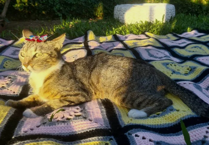 Gato ra a SRD-ViraLata idade 1 ano nome Mama da Eliete